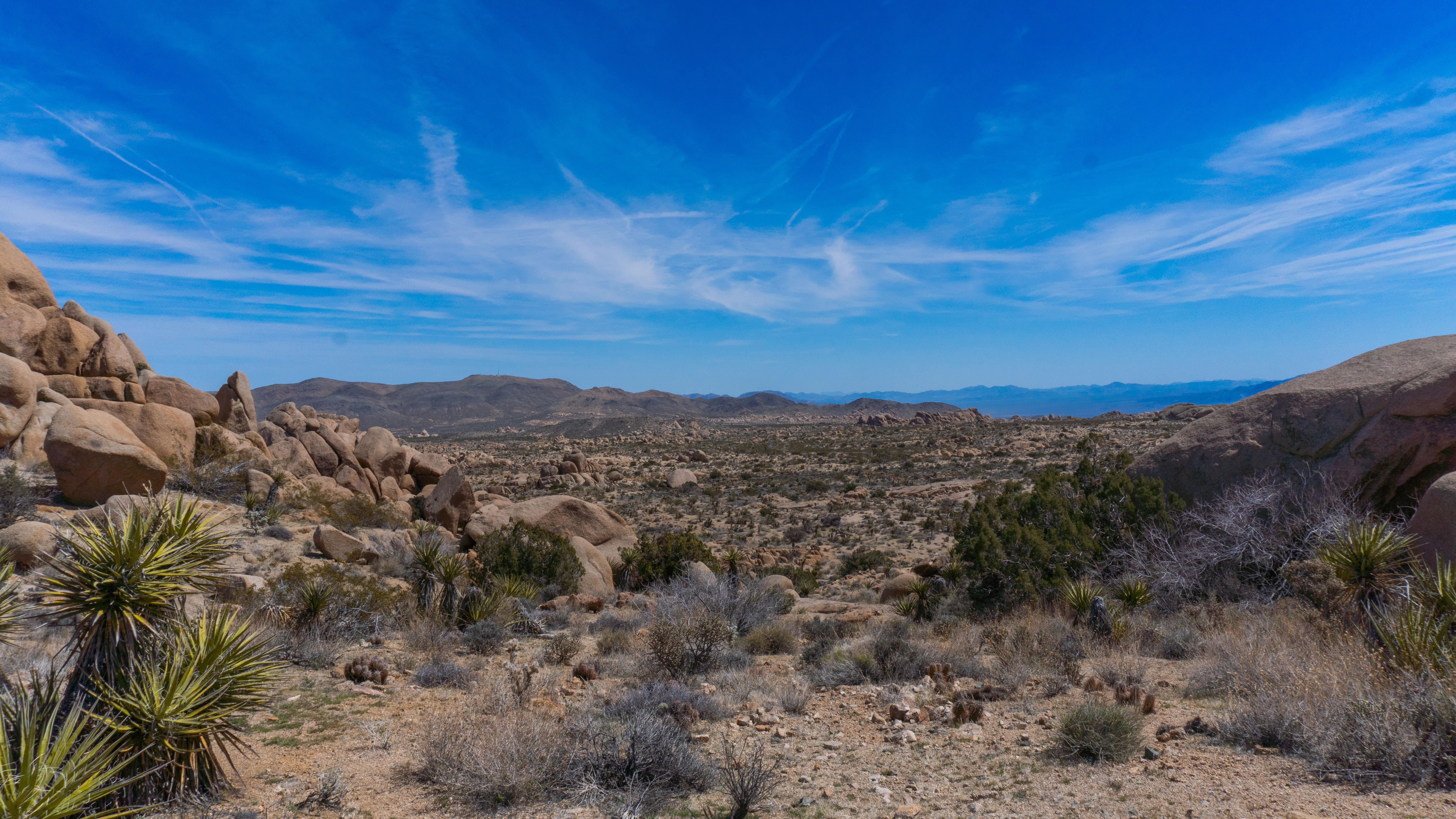 Joshua Tree Valley